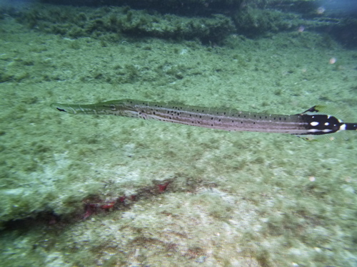 Eastern Atlantic Trumpetfish