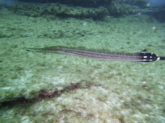 Atlantic Cornetfish photo 5