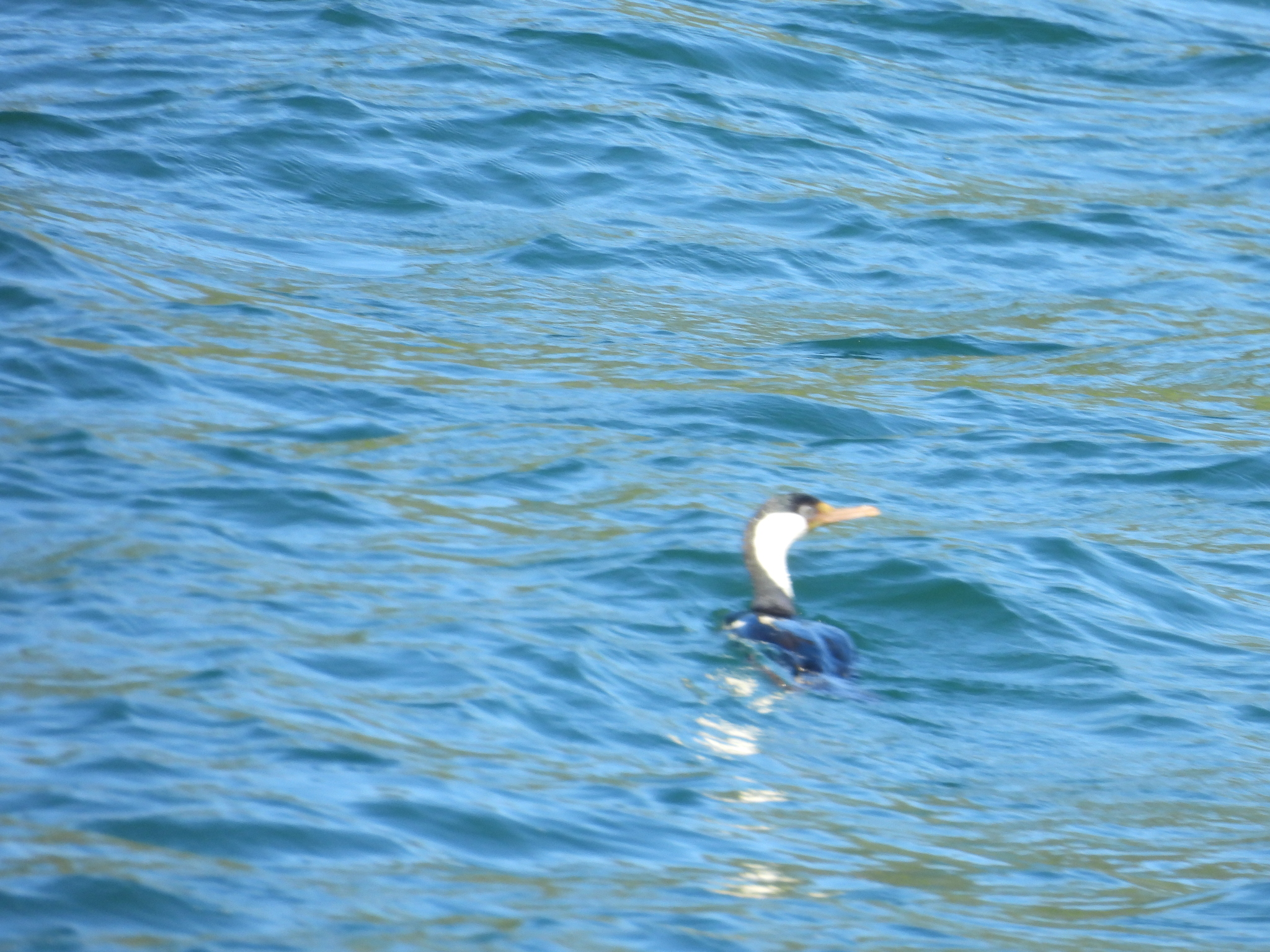 Imperial Shag (Leucocarbo atriceps), photo 4