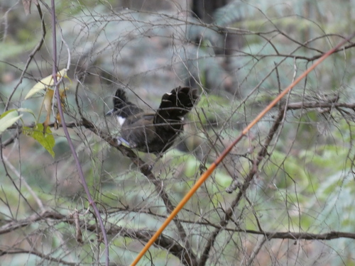 Eastern Whipbird (Psophodes olivaceus)