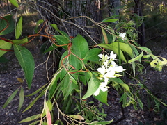 Billardiera floribunda