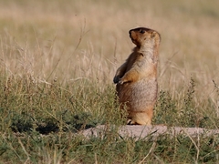 Marmota sibirica