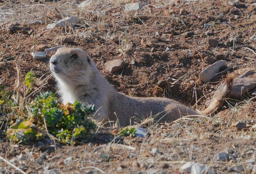 Black-tailed Prairie Dog observed by phyllisholst