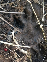 Canis latrans thamnos