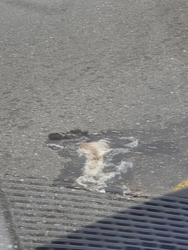 Cacomixtle norteño observed by kualyman