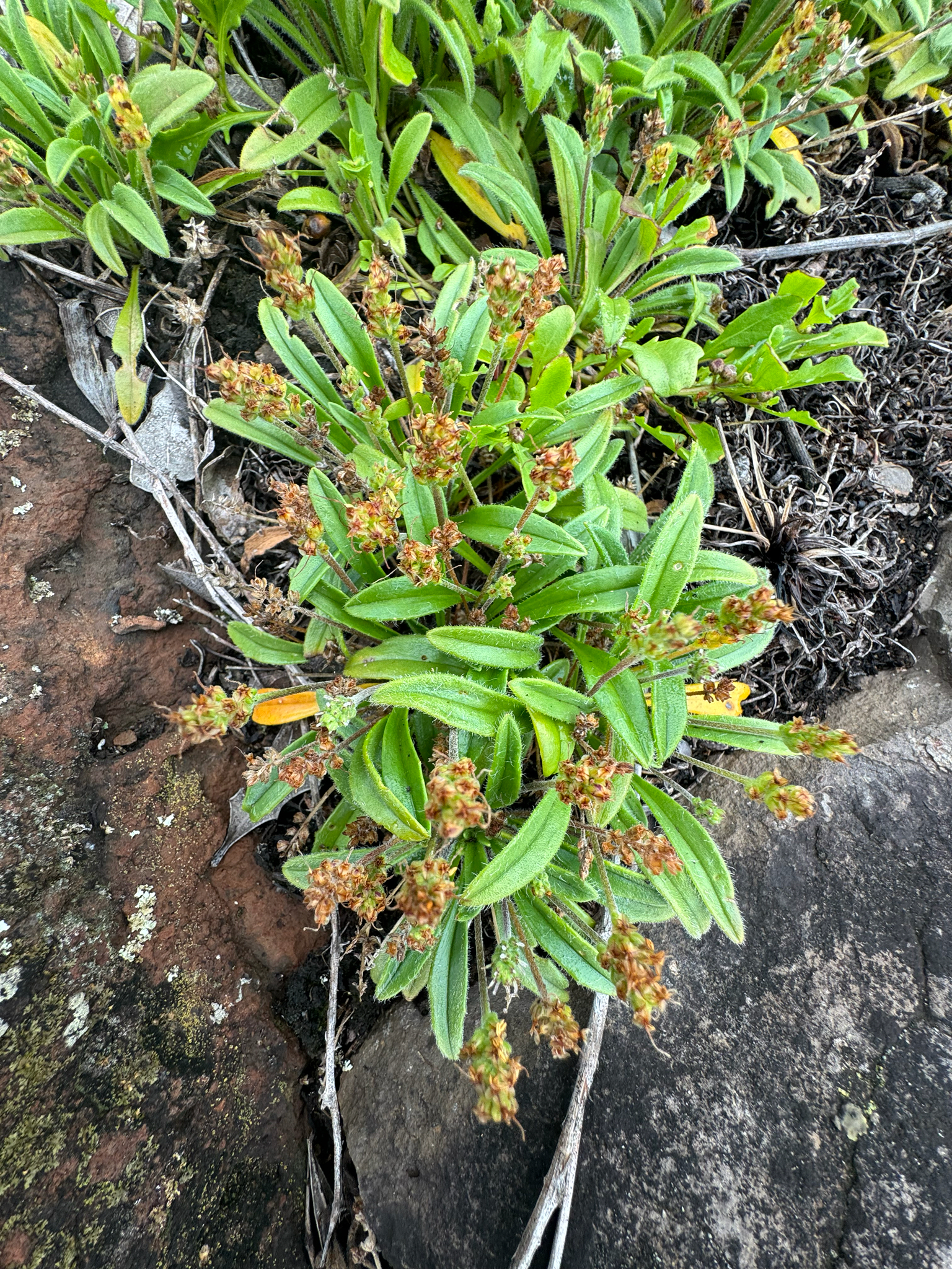 Plantain