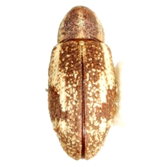 Anthonomus ligatus
