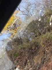 Handroanthus chrysanthus