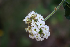 Tournefortia hartwegiana