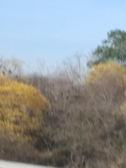 Handroanthus chrysanthus