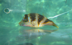 Canthigaster axiologus