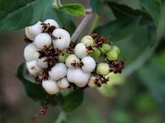Tournefortia hartwegiana