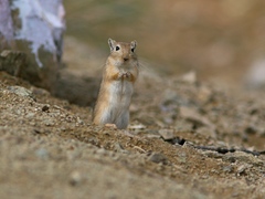 Mongolian Jird photo 2