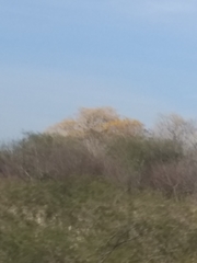 Handroanthus chrysanthus