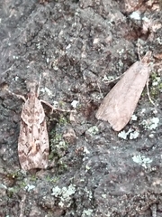 Eudonia submarginalis