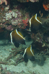Heniochus varius