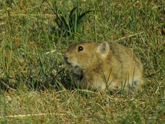 Ochotona dauurica