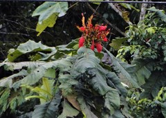 Kerianthera preclara