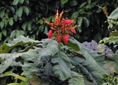 Kerianthera preclara