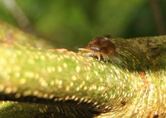 Circoniscus ornatus