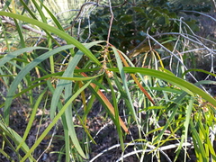 Persoonia longifolia