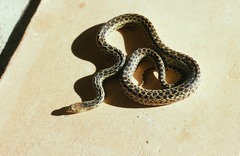 Pituophis catenifer pumilus