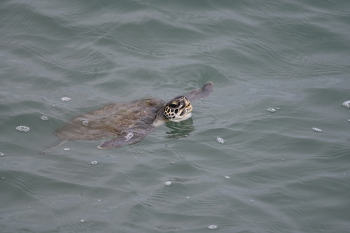 Green Sea Turtle observed by bethany_lee