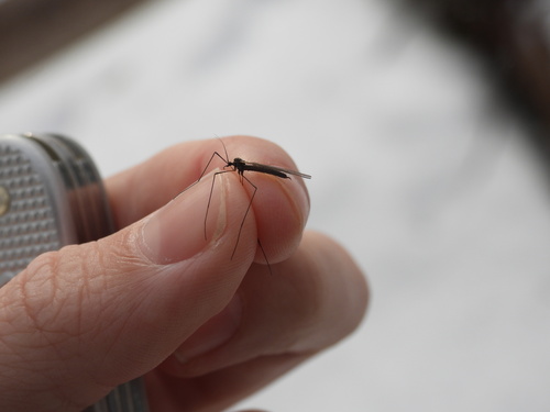 Unknown species found near Windsor County, US-VT, US