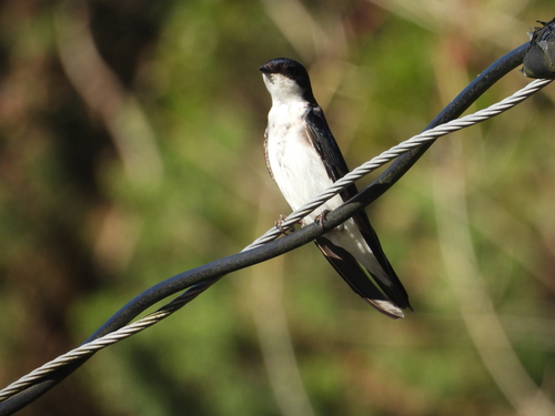 Chilean Swallow (Tachycineta leucopyga)