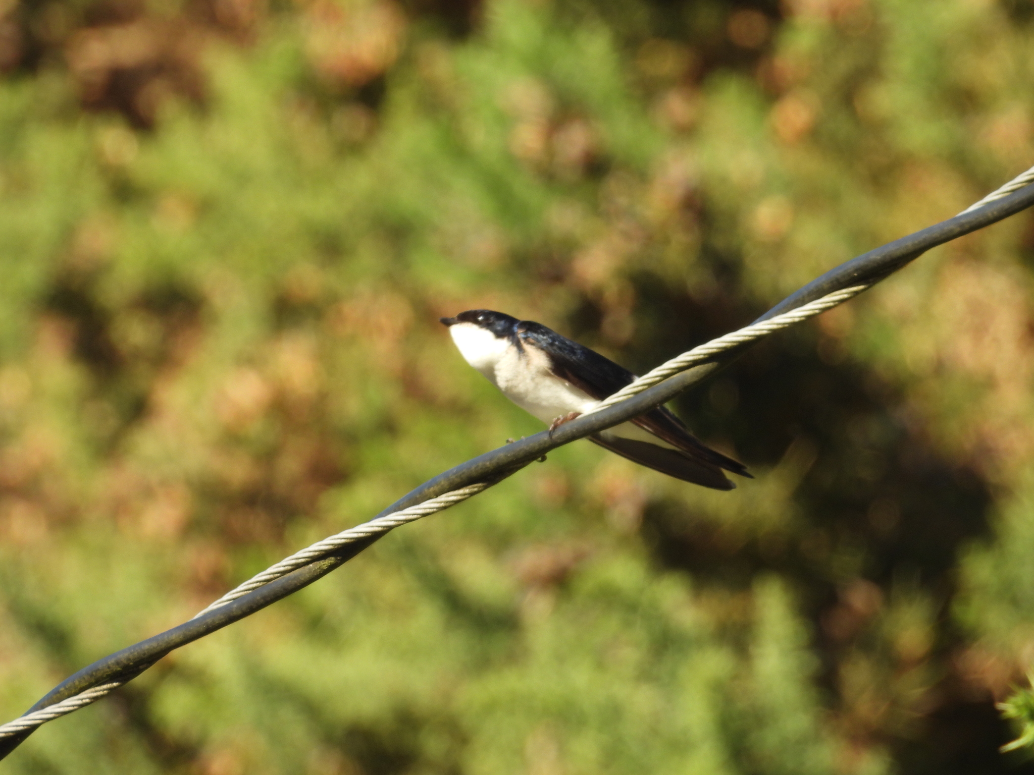 Chilean Swallow (Tachycineta leucopyga), photo 2