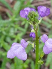 Nuttallanthus texanus