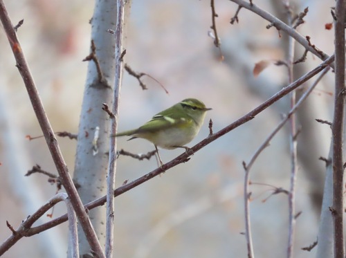 Mosquitero de Pallas (Phylloscopus proregulus)
