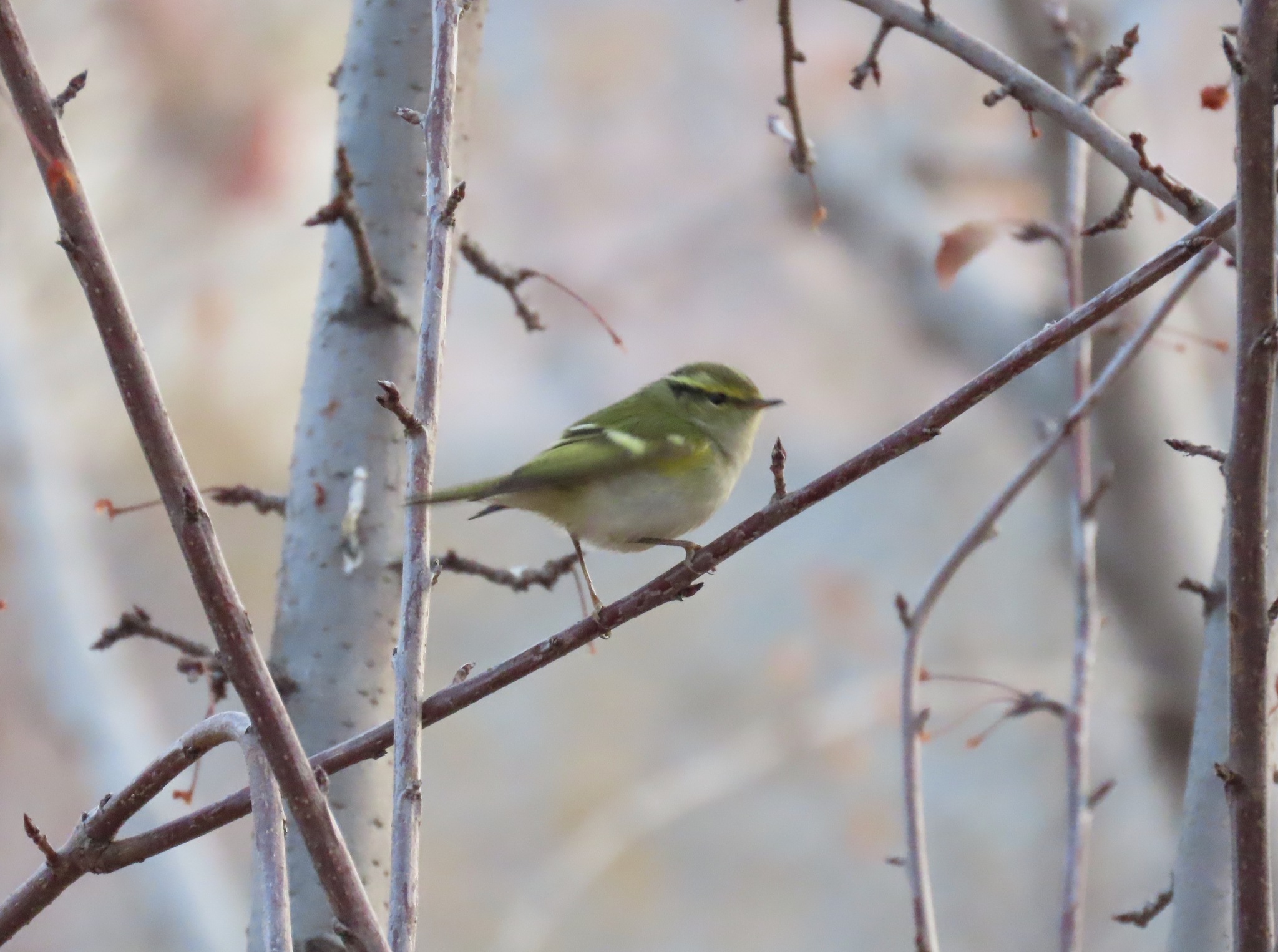 Pallas's Leaf Warbler (Phylloscopus proregulus), photo 4