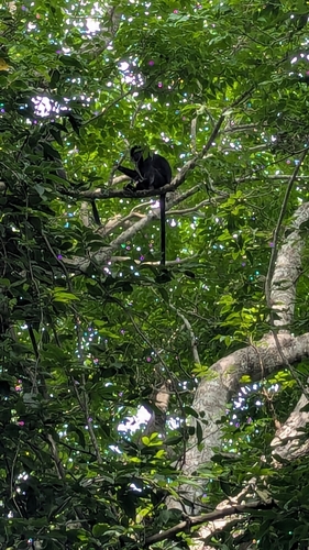Trachypithecus auratus