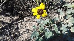 Encelia palmeri