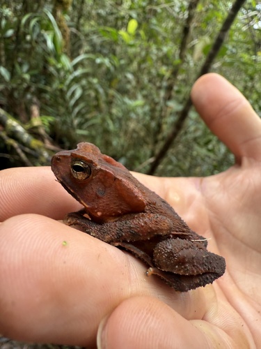 Ingerophrynus celebensis