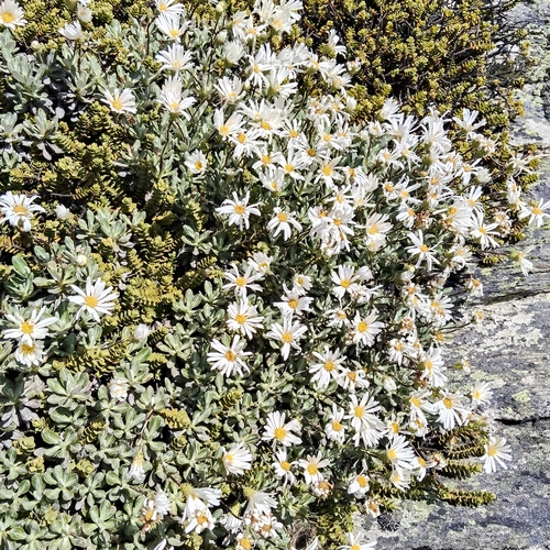 Celmisia brevifolia, 2026-01-13