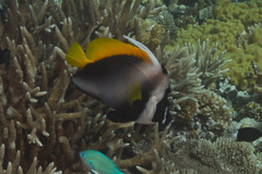 Heniochus singularius