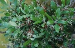 Comarostaphylis diversifolia planifolia