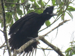 Cephalopterus ornatus