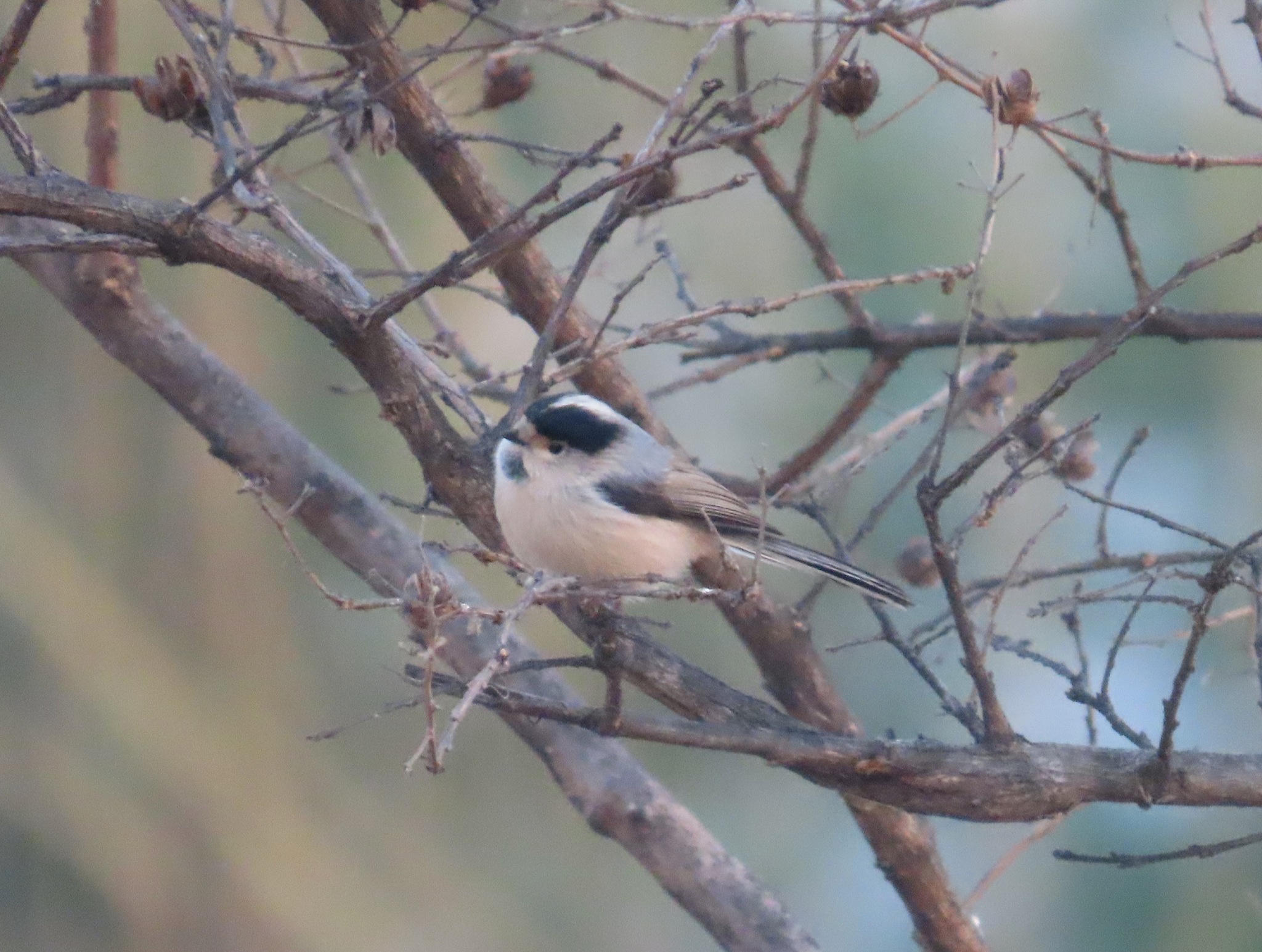 Silver-throated Bushtit (Aegithalos glaucogularis), photo 4