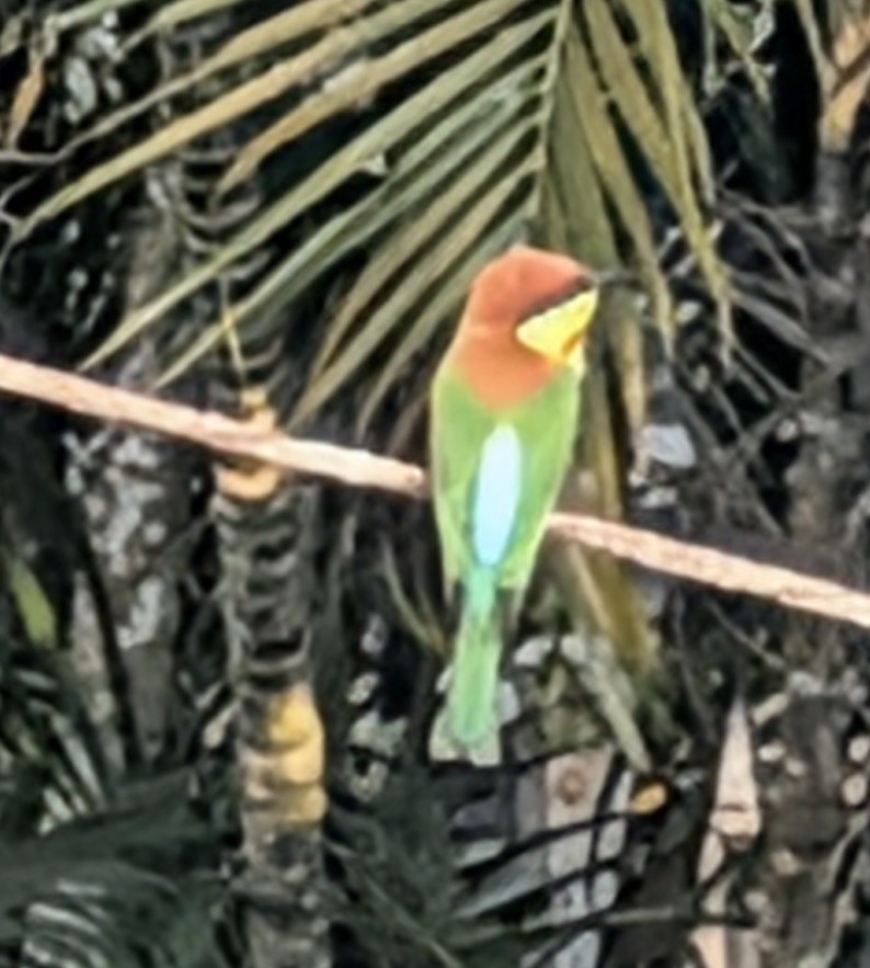 Chestnut-headed Bee-eater (Merops leschenaulti), photo 5