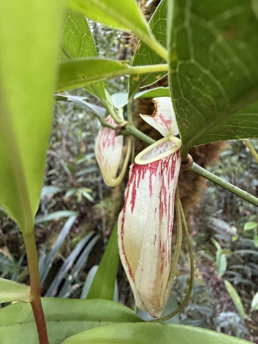 Nepenthes glabrata