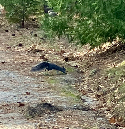 Western Gray Squirrel observed by timwendyd