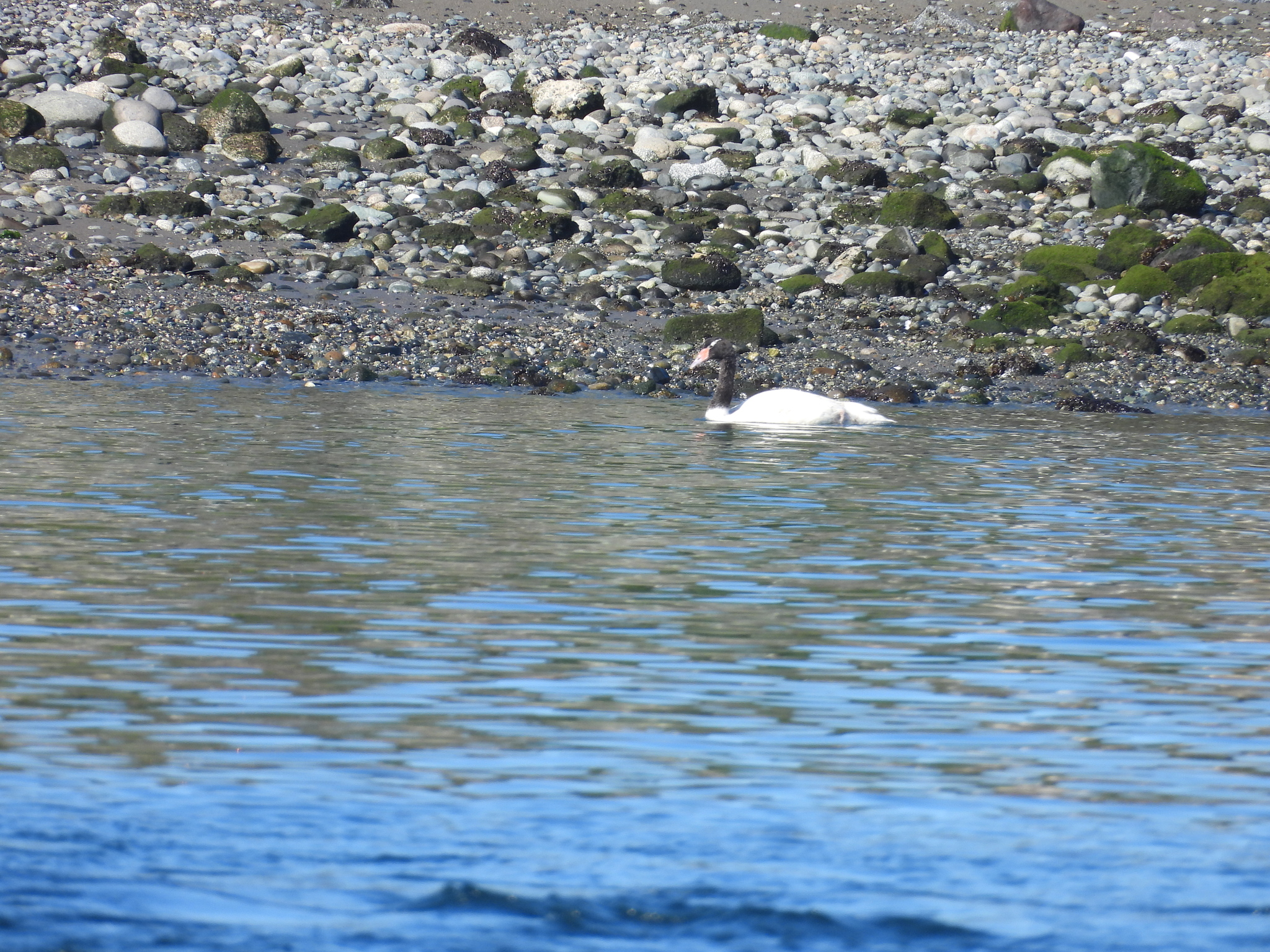 Black-necked Swan (Cygnus melancoryphus), photo 1