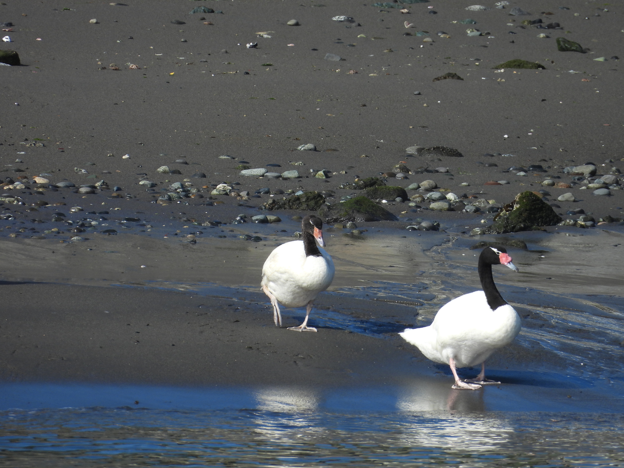 Black-necked Swan (Cygnus melancoryphus), photo 2