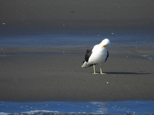 Kelp Gull (Larus dominicanus), photo 9