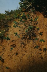 Dendromecon harfordii