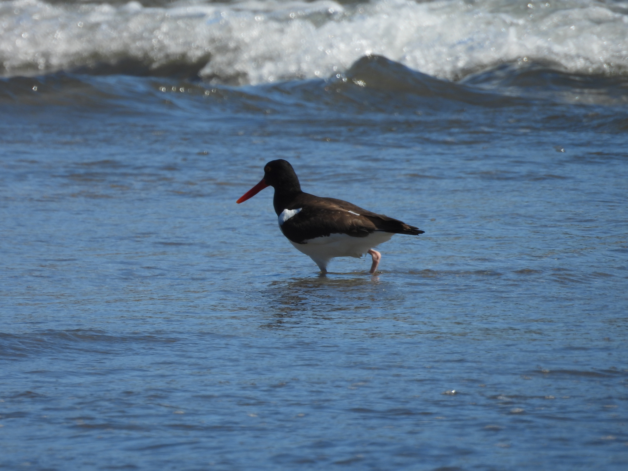 American Oystercatcher (Haematopus palliatus), photo 6