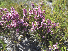 Erica gnaphaloides